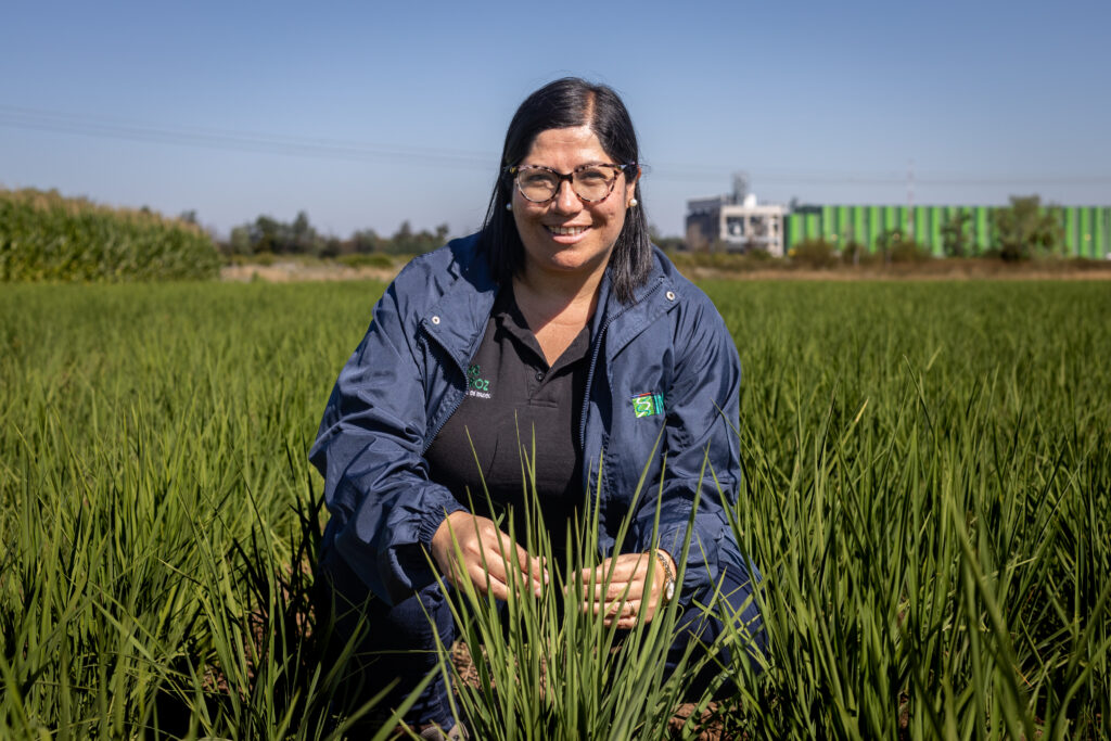 Rice Cultivation Is Emerging as a Major Driver of Climate Warming, New Global Analysis Finds