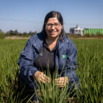 Rice Cultivation Is Emerging as a Major Driver of Climate Warming, New Global Analysis Finds