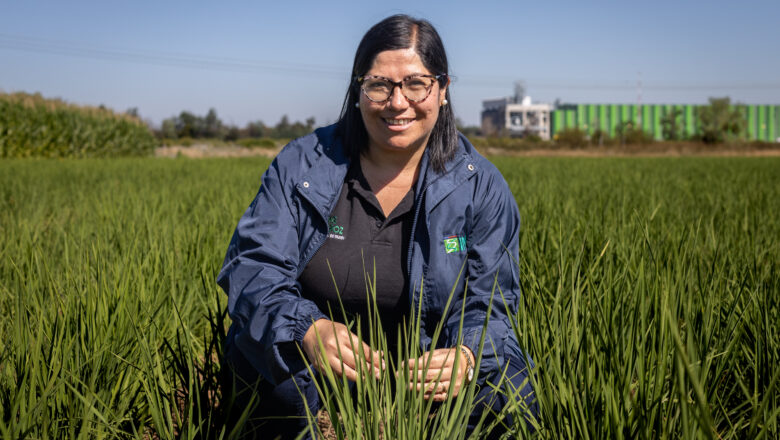 Rice Cultivation Is Emerging as a Major Driver of Climate Warming, New Global Analysis Finds