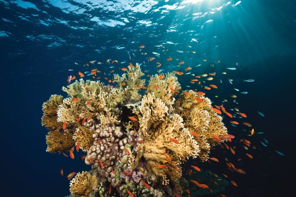 Heat Stress Disrupts Coral Breathing System New Study Finds Fatal Threshold Around 37°C