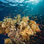 Heat Stress Disrupts Coral Breathing System New Study Finds Fatal Threshold Around 37°C