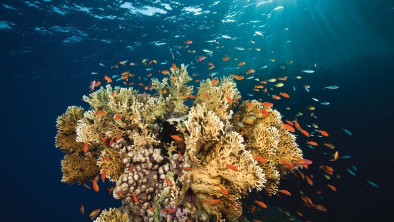 Heat Stress Disrupts Coral Breathing System New Study Finds Fatal Threshold Around 37°C