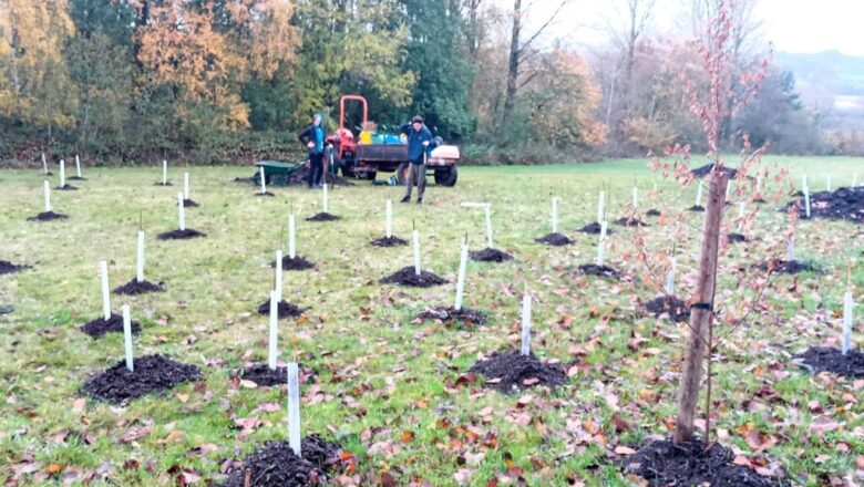 Experts Warn Wales Is Falling Behind on Tree Planting, Putting Future Climate Goals at Risk