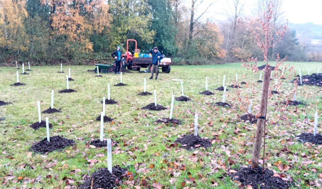Experts Warn Wales Is Falling Behind on Tree Planting, Putting Future Climate Goals at Risk