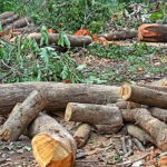 Over 2.8 Million Trees Approved for Felling on Forest Land in Three Years, Analysis Reveals