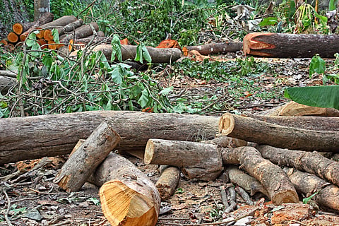 Over 2.8 Million Trees Approved for Felling on Forest Land in Three Years, Analysis Reveals