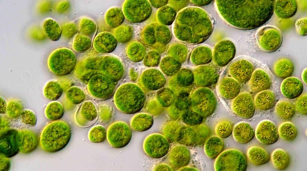 Scientists Develop Sun Powered Bacteria That Could Revolutionize Sustainable Fuel Production