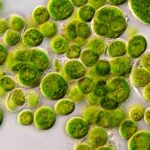 Scientists Develop Sun Powered Bacteria That Could Revolutionize Sustainable Fuel Production