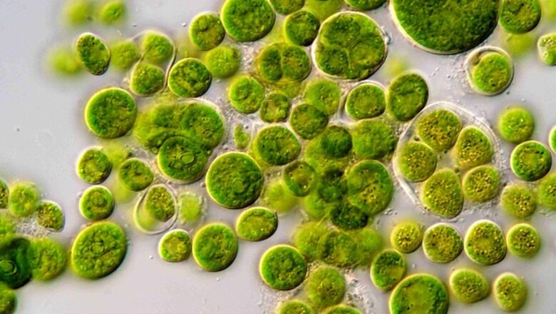 Scientists Develop Sun Powered Bacteria That Could Revolutionize Sustainable Fuel Production