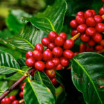Climate Resilient Excelsa Coffee Gains Attention as Farmers Battle Rising Temperatures