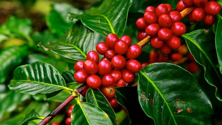 Climate Resilient Excelsa Coffee Gains Attention as Farmers Battle Rising Temperatures
