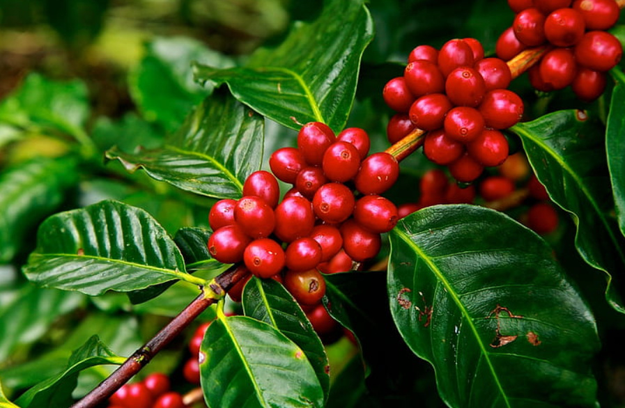 Climate Resilient Excelsa Coffee Gains Attention as Farmers Battle Rising Temperatures