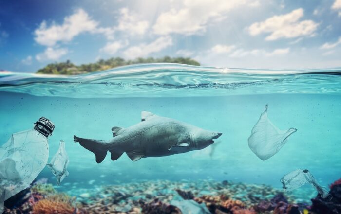 Ocean Plastic Is Creating New Marine Ecosystems Faster Than Scientists Expected