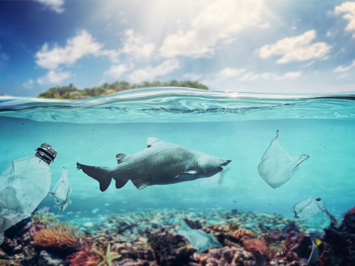 Ocean Plastic Is Creating New Marine Ecosystems Faster Than Scientists Expected