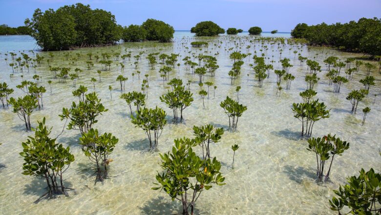 Mangrove Forests Show Remarkable Recovery After Decades of Decline