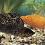 Female Fish That Defied Evolution Survives 100,000 Years Without Males
