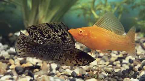 Female Fish That Defied Evolution Survives 100,000 Years Without Males