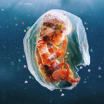 Plastic Pollution Crisis Deepens as Microplastics Found in Human Brains, Blood and Placentas