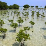 Mangrove Forests Show Remarkable Recovery After Decades of Decline