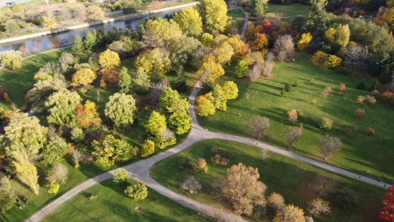 Karnataka Adopts Miyawaki Forest Model to Boost Urban Green Cover