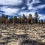 Amazon Trees Emit Never Before Seen Chemicals After Historic Drought