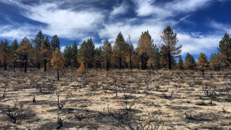 Amazon Trees Emit Never Before Seen Chemicals After Historic Drought