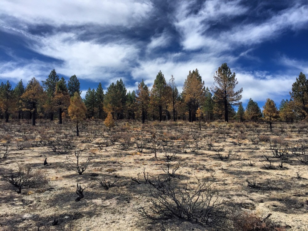 Amazon Trees Emit Never Before Seen Chemicals After Historic Drought