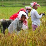 El Niño Triggers Agriculture Alert as India Revises Farm Preparedness Plans