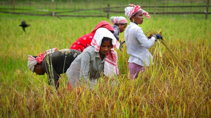 El Niño Triggers Agriculture Alert as India Revises Farm Preparedness Plans