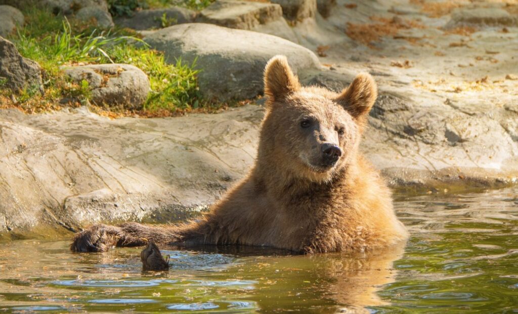 Heatwaves Could Threaten More Than 3,500 Vertebrate Species, New Global Warning System Finds