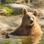 Heatwaves Could Threaten More Than 3,500 Vertebrate Species, New Global Warning System Finds