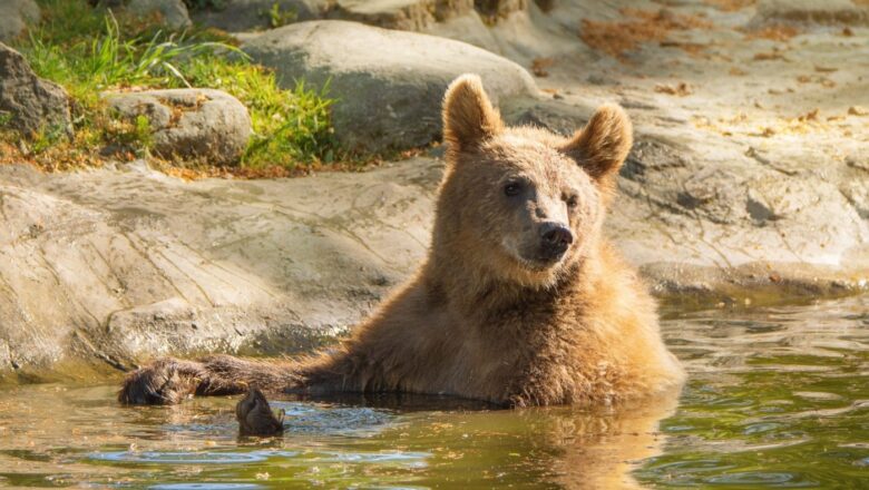 Heatwaves Could Threaten More Than 3,500 Vertebrate Species, New Global Warning System Finds