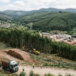 Spain Eucalyptus Boom Linked to Sharp Decline in Native Bird Populations