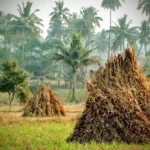 Agricultural Waste Could Become Sustainable Source for Nylon Production, Scientists Say