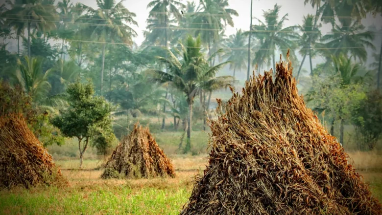 Agricultural Waste Could Become Sustainable Source for Nylon Production, Scientists Say