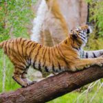 Palamu Tiger Reserve Uses Innovative Trench System to Tackle Water Scarcity and Support Wildlife