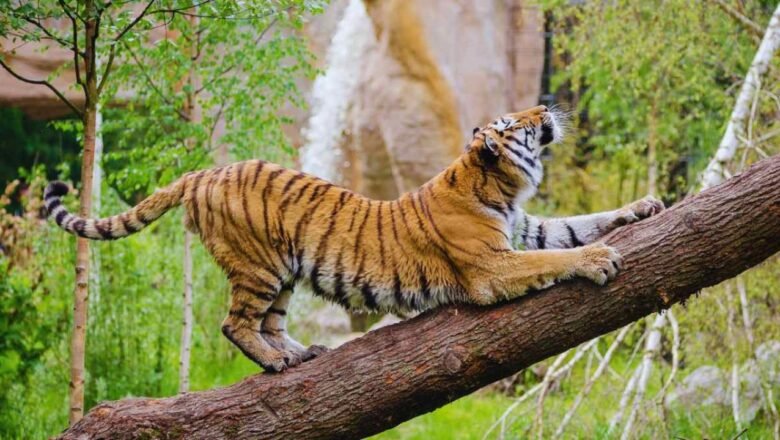 Palamu Tiger Reserve Uses Innovative Trench System to Tackle Water Scarcity and Support Wildlife