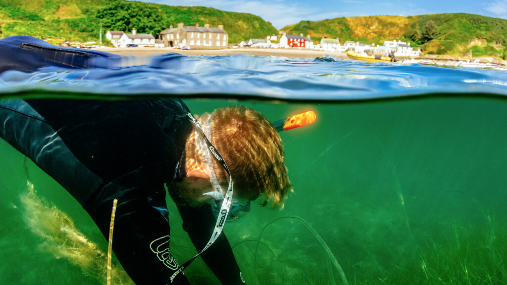 Seagrass Restoration Helps Revive Polluted Portuguese Lagoon