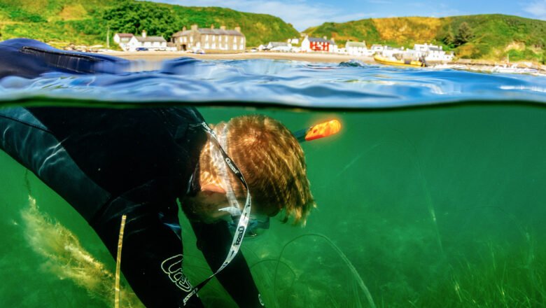 Seagrass Restoration Helps Revive Polluted Portuguese Lagoon