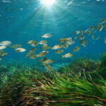 Seagrass Restoration Revives Polluted Portuguese Lagoon and Restores Marine Life