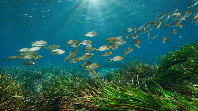 Seagrass Restoration Revives Polluted Portuguese Lagoon and Restores Marine Life