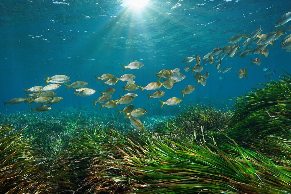 Seagrass Restoration Revives Polluted Portuguese Lagoon and Restores Marine Life