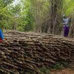 How Maharashtra Tribal Village Built a Rs 3.4 Crore Bamboo Economy Through Forest Rights