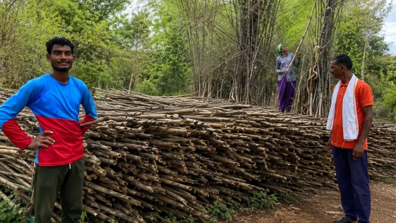 How Maharashtra Tribal Village Built a Rs 3.4 Crore Bamboo Economy Through Forest Rights