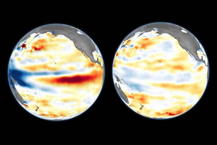 Super El Nino Could Devastate Fisheries and Leave Marine Animals Starving