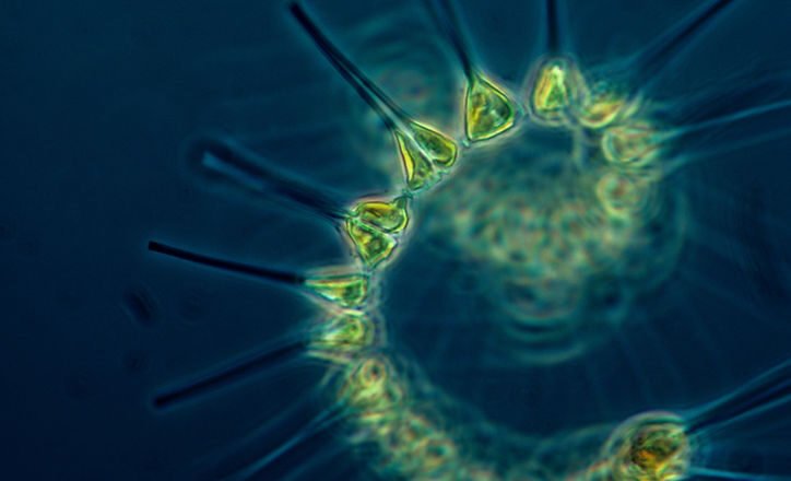 Ocean Tiny Plankton Produce Half of Earth Oxygen, Scientists Say