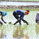 El Nino Set to Return Raising Fresh Concerns for Global Food Security and Agriculture