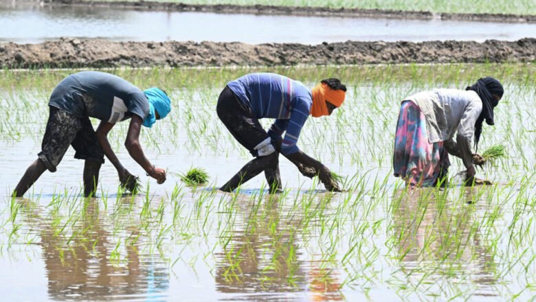 El Nino Set to Return Raising Fresh Concerns for Global Food Security and Agriculture