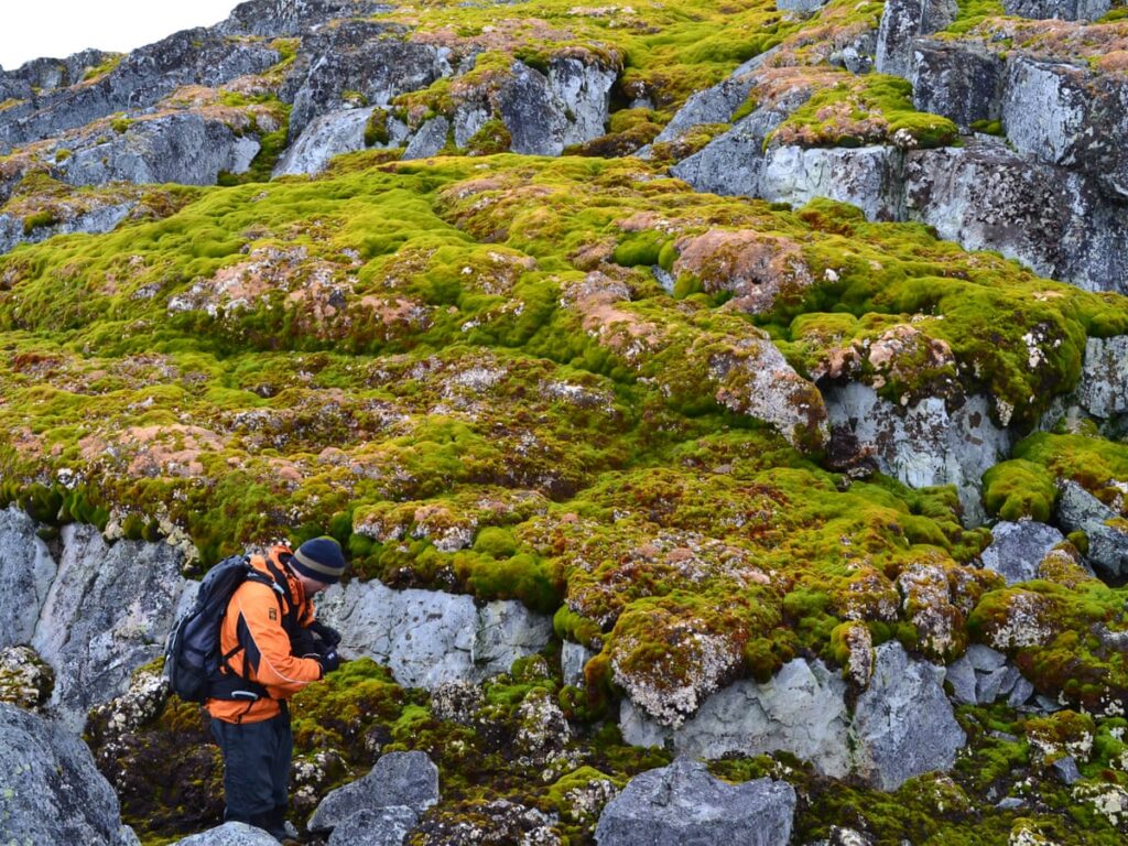 Antarctica First Plant Extinction Risk Assessment Flags Rare Moss as Endangered