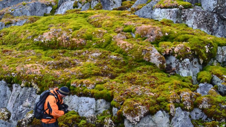 Antarctica First Plant Extinction Risk Assessment Flags Rare Moss as Endangered